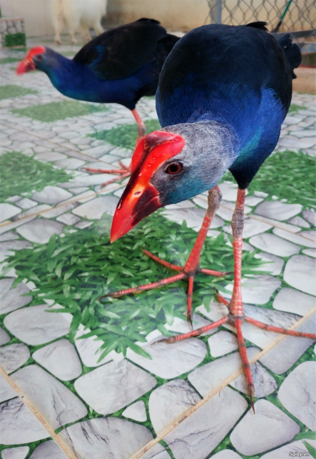 Trên thế giới, chim trích cồ phân bố ở phía Nam Trung Quốc và khu vực Đông Nam Á. Ảnh 5giay.