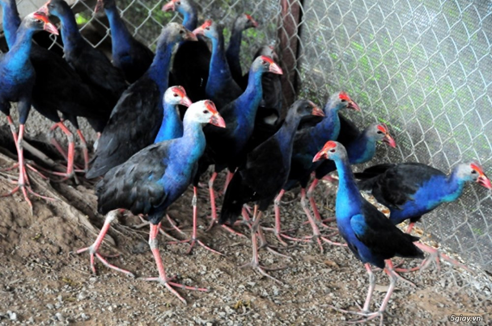 Chim trích cồ sinh sản theo mùa. Loài chim này thường sinh sản vào mùa mưa ở nhiều nơi, hoặc mùa hè tại những vùng có nhiệt độ cao. Ảnh baonghean.