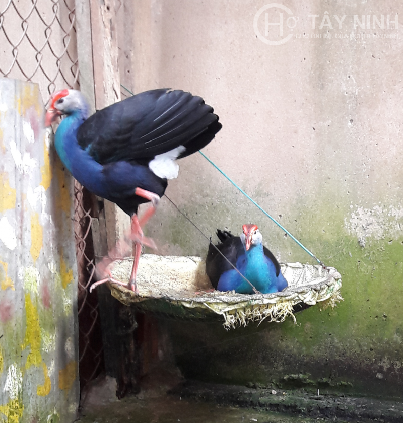 Chim trích cồ được nuôi khá phổ biến ở Việt Nam. Loài chim độc đáo này có đặc điểm dễ nuôi, khi nuôi quen thì có thể thả lang như gà. Ảnh imgur.