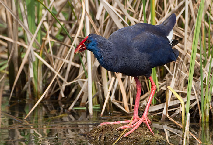 Thức ăn của chim trích cồ rất đa dạng, gồm: cua, cá, tép, rau, cỏ dại, lúa, gạo, thức ăn gà, củ sắn, giá, kể cả cơm...Ảnh lazi.
