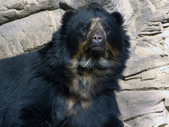 Gấu mặt ngắn Andes có kích thước và hình dáng khá giống loài gấu đen Bắc Mỹ nhưng có những vết bớt màu sáng trên mặt. Ảnh vnsharing.