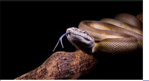 Trăn Papua có chiếc lưỡi màu xanh da trời rất khác biệt. Ảnh shuttershock.