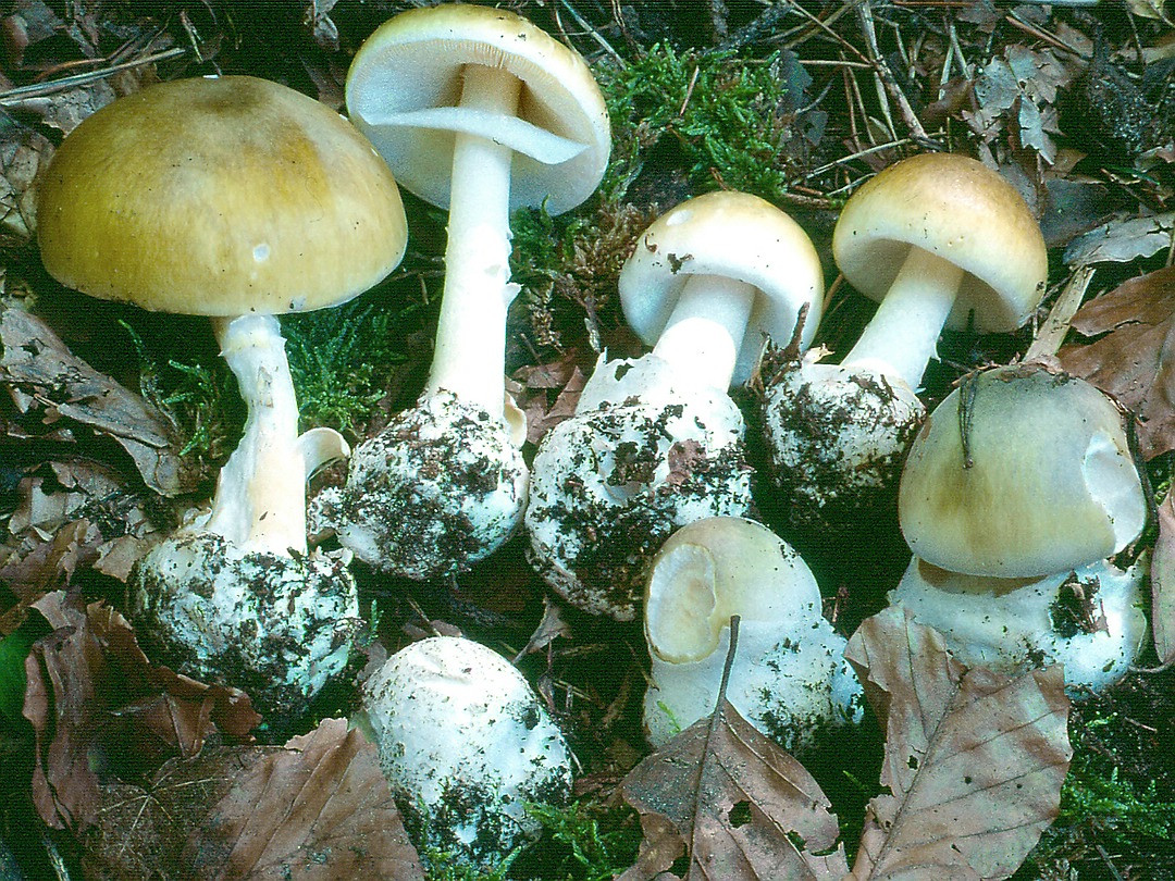 Nấm mũ tử thần có nguồn gốc từ châu Âu và phát triển quanh năm. Loài nấm chứa độc tố α-amanitin tổn thương về gan và thận vĩnh viễn. Ảnh pilz-baden.