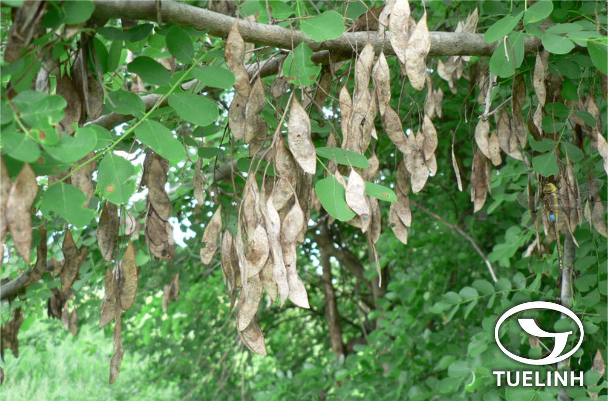 Cây cẩm lai vú là loại cây gỗ lớn, cao 25m. Gốc cây không có bạnh, lá chét hình trái xoan, hoa màu trắng nhạt. Ảnh tracuuduoclieu.