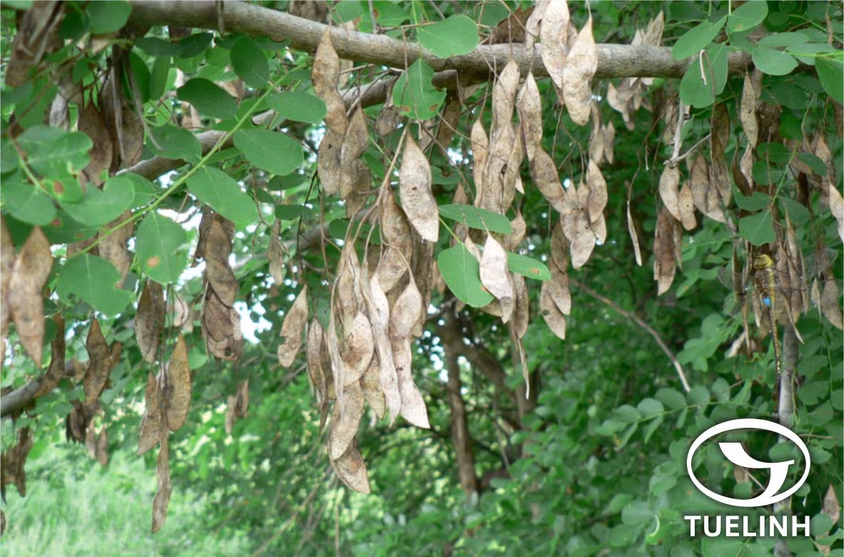 Cây cẩm lai vú là loại cây gỗ lớn, cao 25m. Gốc cây không có bạnh, lá chét hình trái xoan, hoa màu trắng nhạt. Ảnh tracuuduoclieu.