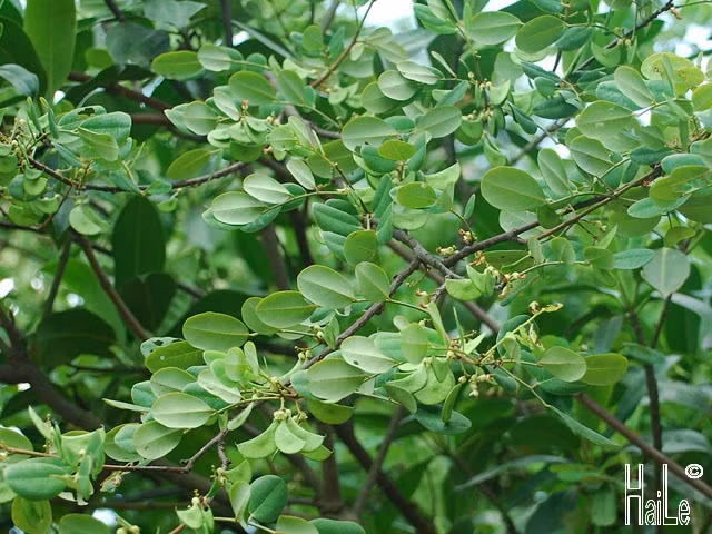  Cây cẩm lai vú có tên khoa học là Dalbergia mammosa. Đây là một loài rau đậu thuộc họ Fabaceae. Ảnh staticflickr.