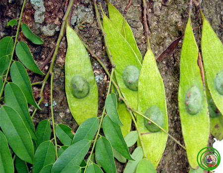 Cây cẩm lai vú ra hoa tháng 5 - 6, ra quả tháng 10 - 11. Ảnh vncreatures.