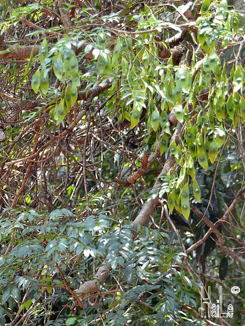 Ở Việt Nam, cẩm lai vú phân bố tự nhiên ở các tỉnh Gia Lai, Kon Tum, Đăk Lăk, Lâm Đồng, Đồng Nai, Tây Ninh. Ảnh staticflickr.