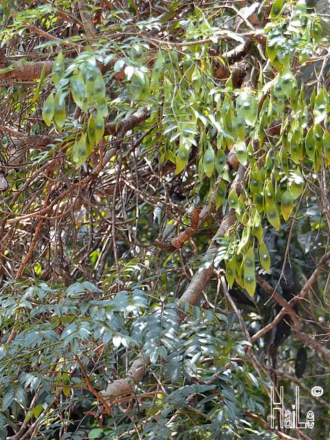 Ở Việt Nam, cẩm lai vú phân bố tự nhiên ở các tỉnh Gia Lai, Kon Tum, Đăk Lăk, Lâm Đồng, Đồng Nai, Tây Ninh. Ảnh staticflickr.