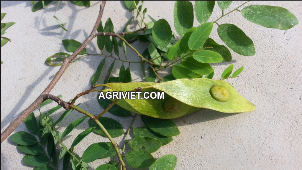 Gỗ của nó thường được sử dụng để làm đồ dùng gia đình, đồ mỹ nghệ cao cấp như bàn ghế, giường tủ, trạm, khắc. Ảnh Agriviet.