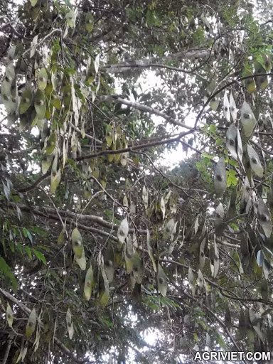  Gỗ của cây cẩm lai vú là một loài gỗ quý, không bị mối mọt và dễ gia công. Ảnh googleusercontent.