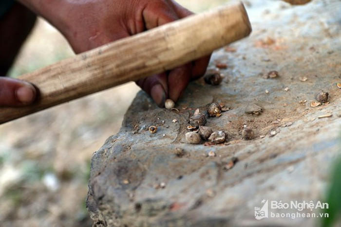 Nhân của hạt chà uốm có thể ăn được.