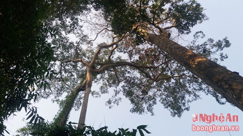 Quả chà uốm có hình tròn, có lớp vỏ cứng bao bọc bên ngoài nên muốn lấy được nhân phía trong buộc phải dùng lực tác động mạnh.