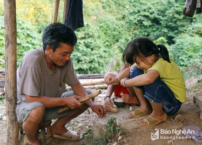 Trong khi đó, gỗ của cây chà uốm cũng được người dân sử dụng để làm nhà, làm chất đốt... Ảnh Báo Nghệ An.