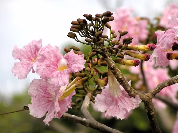Cây hoa kèn hồng có hình dáng giống chiếc kèn, có màu hồng phớt và được ví như hoa anh đào phiên bản Việt Nam. Hoa nở rộ trên các tuyến đường Điện Biên Phủ, Võ Văn Kiệt đem lại diện mạo mới cho thành phố những ngày đầu hè. Ảnh cayhoacanh.