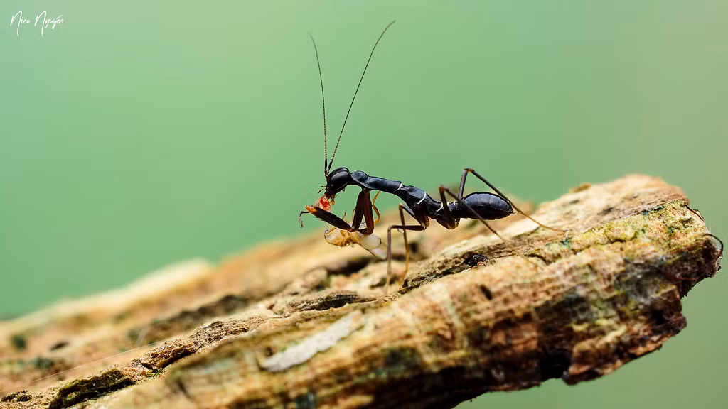  Bọ ngựa kiến châu Á xuất hiện tại nhiều quốc gia Á Đông, trong đó có Việt Nam. Ảnh staticflickr.