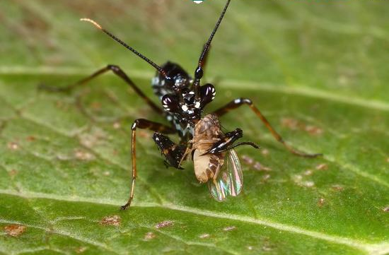 Tuy nhiên, bọ ngựa kiến châu Á chỉ giống kiến khi chúng còn nhỏ. Khi trưởng thành, chúng không khác nhiều bọ ngựa thông thường. Ảnh blogspot.