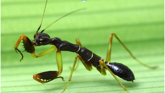 Mặc dù vậy, kích thước của bọ ngựa kiến châu Á khiêm tốn hơn nhiều so với bọ ngựa thông thường. Ảnh blogspot.