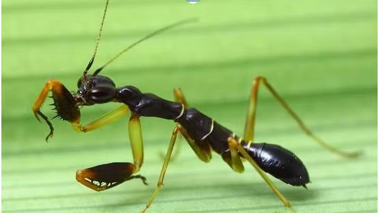 Mặc dù vậy, kích thước của bọ ngựa kiến châu Á khiêm tốn hơn nhiều so với bọ ngựa thông thường. Ảnh blogspot.