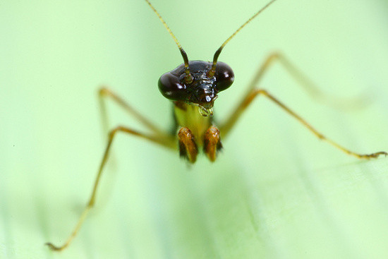 Dù có ngoại hình giống kiến nhưng đây thực chất là một loài bọ ngựa. Ảnh khoahoc.