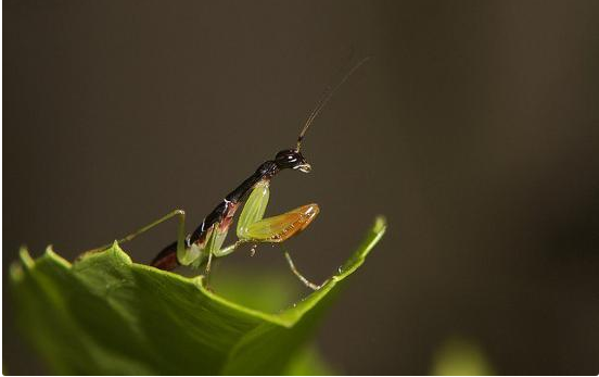 Với cặp càng sắc bén của mình, bọ ngựa kiến châu Á là những kẻ săn mồi đáng sợ. Ảnh blogspot.