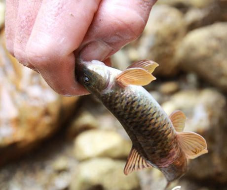 Có thể loài cá đắng này chỉ chuyên ăn một loại lá nào đó trong rừng rụng xuống nên thịt của nó mới đắng. Ảnh Imgur.