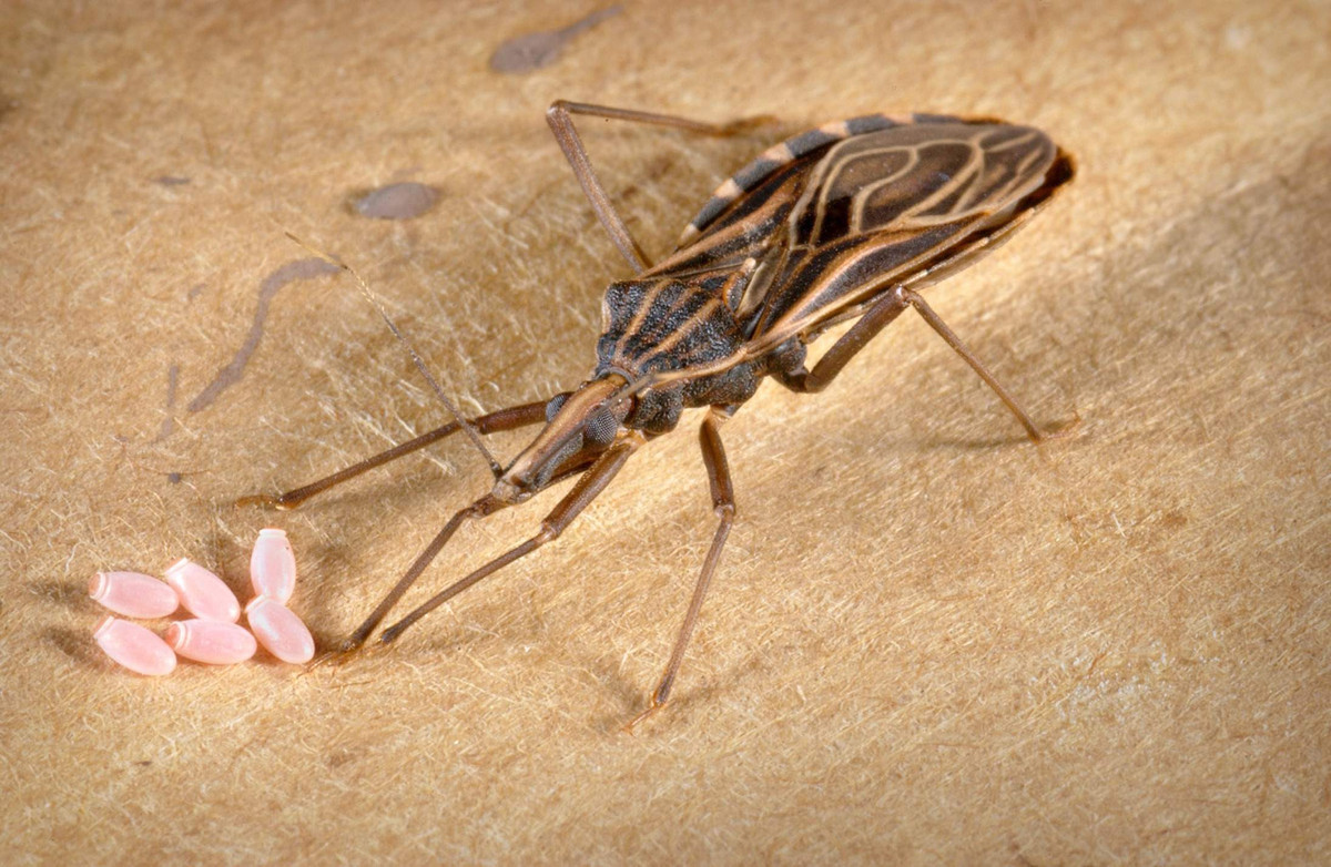 Rệp kissing thường sống trong và xung quanh nhà, trong các kẽ nứt, vườn dừa, rừng cọ... Ảnh njherald.