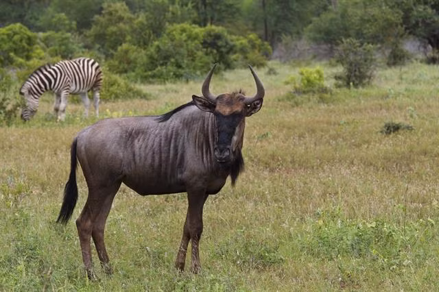 Linh dương đầu bò xanh đực thường lớn hơn và màu sậm hơn con cái. Nó thường đánh dấu lãnh thổ của mình bằng phân cùng chất tiết ra từ tuyến mùi hơi. Ảnh biopix.