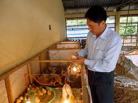 Gà Tàu vàng được nuôi phổ biến ở các tỉnh miền Nam nhưng hiện nay cũng đã phát triển mạnh ở các tỉnh đồng bằng sông Cửu Long như Tiền Giang, Long An, Bình Dương, Tây Ninh, Cần Thơ, Cà Mau,...Ảnh dangcongsan.