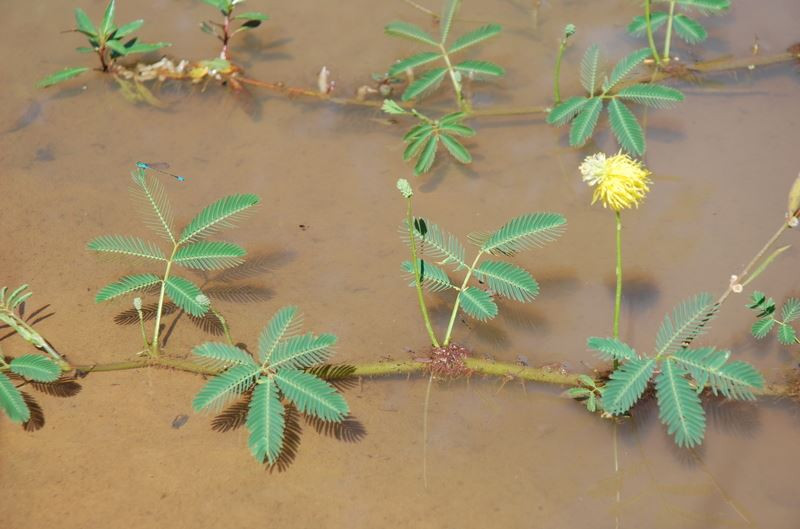Cây rau rút mọc phổ biến ở châu Phi, châu Á, Mexico và Nam Mỹ. Ảnh senckenberg.
