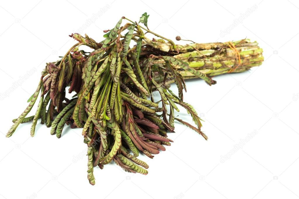 Cây rau rút có lá kép lông chim, quanh thân có phao trắng xốp, dính liền vào thân để giúp rau nổi lên, hoa màu vàng. Ảnh depositphotos.