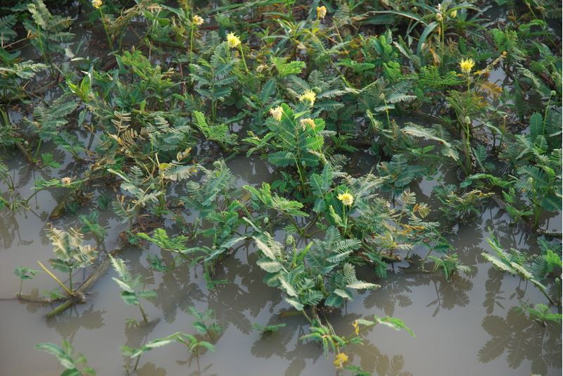 Mặc dù là một loại rau ăn bổ dưỡng nhưng tại một số nơi trong vùng nhiệt đới, rau rút bị xem là thực vật thủy sinh xâm hại bởi có thể làm tắc dòng chảy, làm giảm chất lượng nước... Ảnh senckenberg.