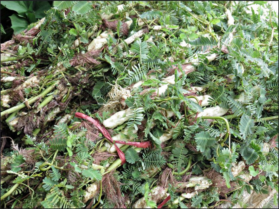 Cây rau rút chỉ sống được ở môi trường nước, ưa sáng, sinh trưởng vào mùa hè và mùa thu. Loại cây này thường được trồng theo kiểu thả bè ở ao, hồ, đầm. Ảnh flickr. 