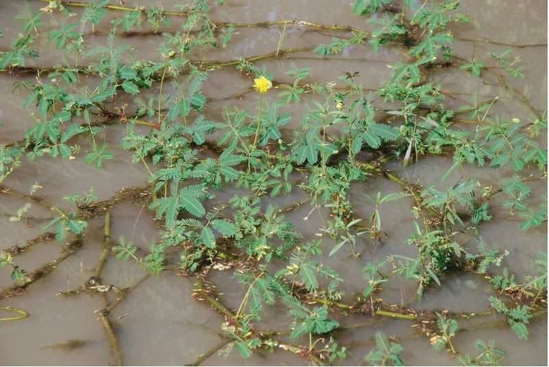 Đặc biệt, lá của cây rau rút cũng giống như cây trinh nữ, rất nhạy cảm và khép lại khi bị tiếp xúc. Ảnh senckenberg.