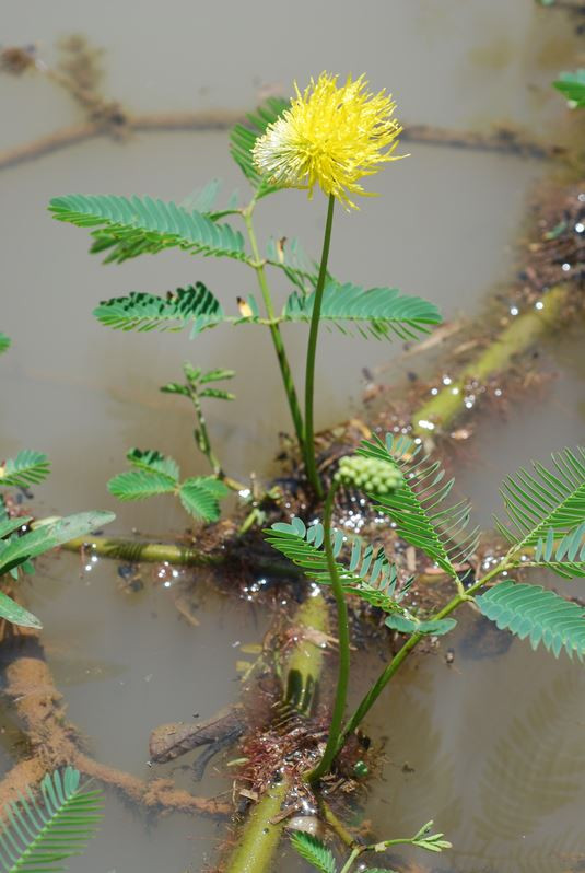 Cây rau rút có tên khoa học là Neptunia oleracea. Đây là một loài thực vật có hoa trong họ Đậu. Ảnh senckenberg.