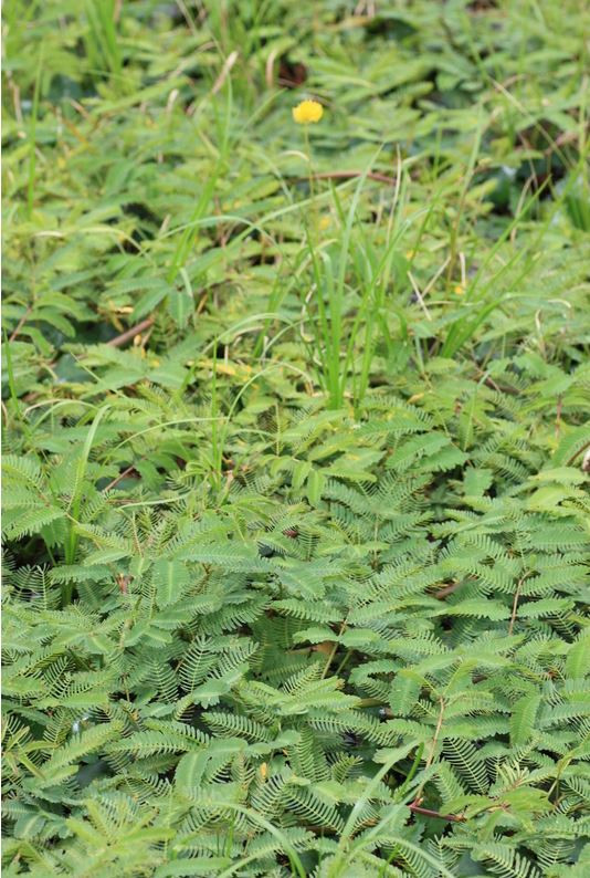 Bên cạnh đó, cây rau rút còn có khả năng tích lũy một số kim loại nặng như chì, đồng, kẽm. Người ta cũng xác định nó là nguồn lây truyền sán bã trầu. Ảnh senckenberg.