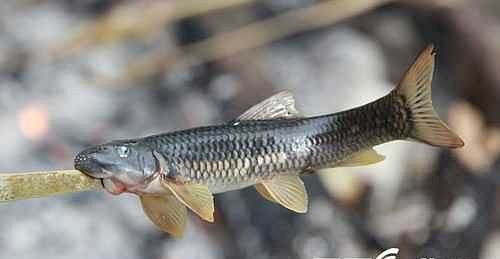 Để bắt được cá đắng không phải dễ dàng gì. Người bắt phải chui vào các khe đá mới bắt được chúng. Ảnh Imgur.