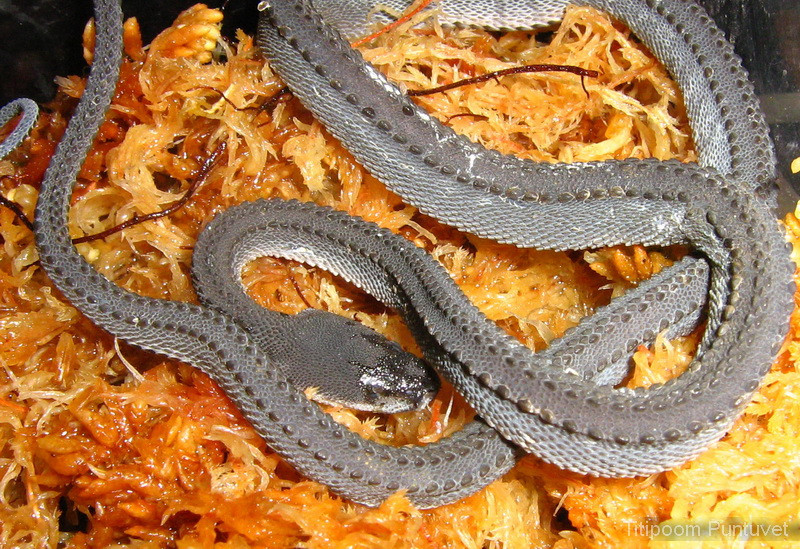 Rắn rồng cái đẻ trứng vào mùa mưa từ tháng 10 đến tháng 2. Mỗi lần chỉ đẻ từ 2 - 4 quả trứng, vì vậy mà số lượng loài rắn này rất khan hiếm. Ảnh siamensis.