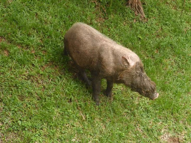 Lợn râu Borneo có kích thước lớn với đôi chân dài. Con đực có kích thước lớn hơn con cái một chút. Ảnh pinimg.