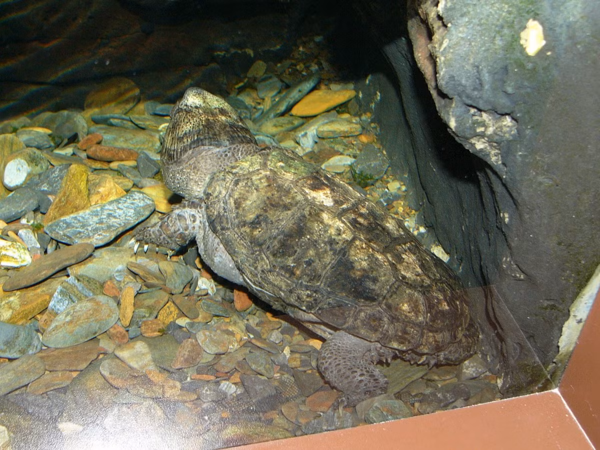 Ở nước ta, rùa đầu to phân bố ở Hà Giang, Cao Bằng, Lào Cai, Thanh Hóa, Nghệ An, Hà Tĩnh, Quảng Trị, Quảng Nam, Kontum, Gia Lai...Ảnh theonlinezoo.