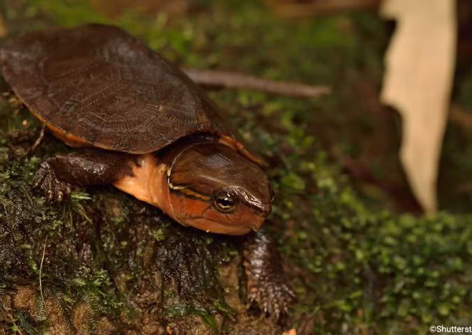 Rùa đầu to có tên trong Sách đỏ động vật Việt Nam. Số lượng loài rùa này đang suy giảm nghiêm trọng do rừng nguyên sinh mất dần và do bị săn bắt quá nhiều. Ảnh edgeofexistence.