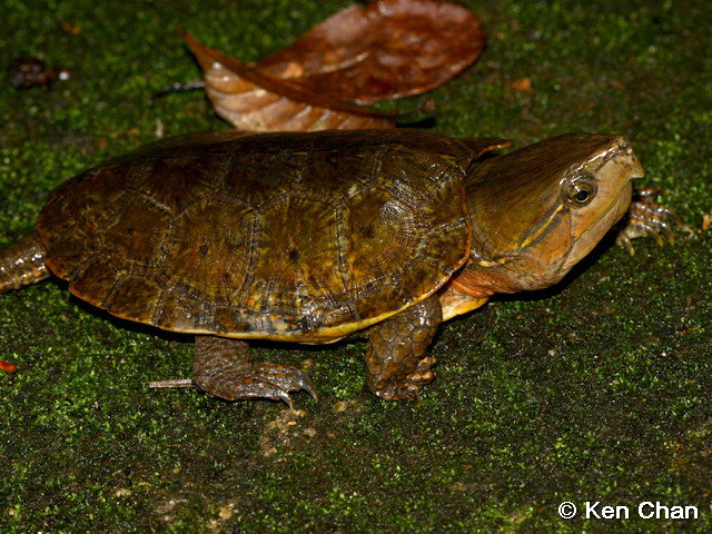 Rùa đầu to sống ở các khe suối trong rừng, nơi nước trong và chảy chậm. Lúc sẩm tối hoặc đêm xuống chúng mới đi kiếm ăn. Ảnh biosch.