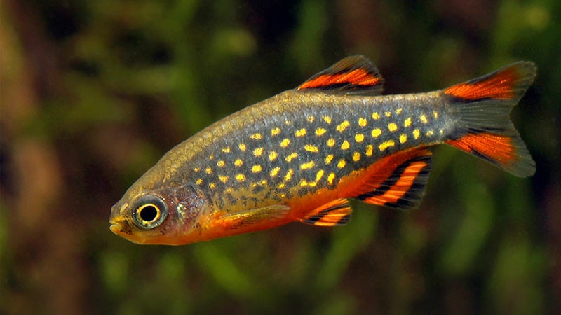 Đặc biệt, con đực có những miếng thịt đen nhỏ lồi ra ở rìa của hàm dưới và đặc điểm này không xuất hiện ở con cái. Ảnh fbcdn.