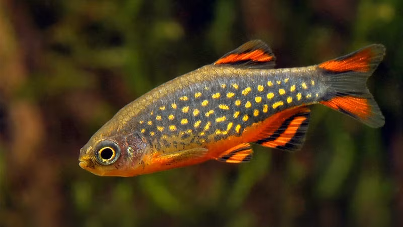 Đặc biệt, con đực có những miếng thịt đen nhỏ lồi ra ở rìa của hàm dưới và đặc điểm này không xuất hiện ở con cái. Ảnh fbcdn.