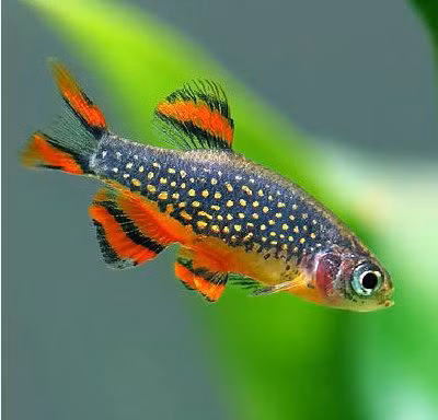 Cá galaxy hiện đã được nuôi đẻ thành công ở nhiều nơi với giá bán khá hợp lý. Ảnh Blogspot.