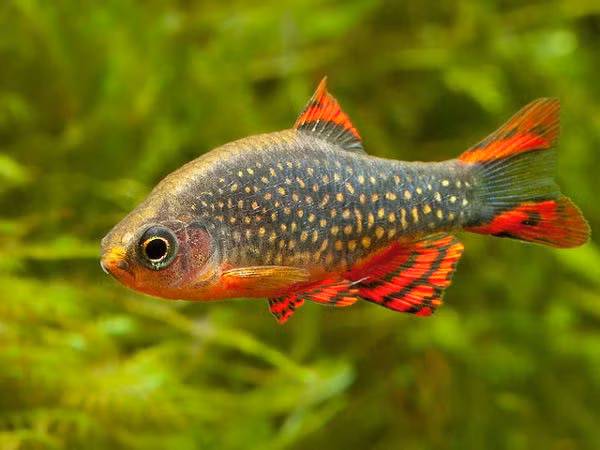 Trong tự nhiên, cá galaxy thường sống trong các ao nhỏ được tạo ra bởi nước ngầm hoặc các dòng nhỏ chảy ra từ suối. Ảnh sinhvatcanh.