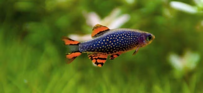 Cá galaxy không có mùa sinh sản mà chúng đẻ liên tục. Con cái thường đẻ 1 bọc 30 quả trứng. Các bọc trứng sẽ nở ra sau 3 – 4 ngày ở nhiệt độ 24 – 25 độ C. Trứng thường trôi nổi trong nước. Ảnh thinkfish.