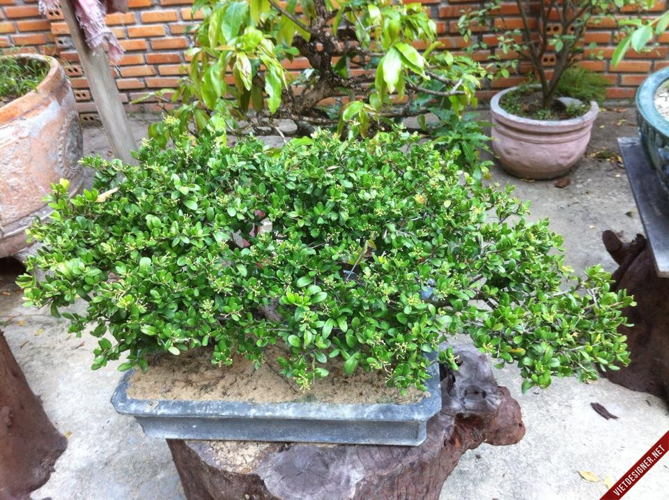 Cây sam núi cũng có nhiều loại: lá lớn, lá nhỏ, có trái và không có trái. Ảnh imgur.