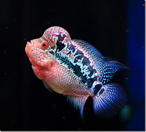 Do có thân hình lấp lánh ánh châu nên cá La Hán còn được xem là loài cá mang lại sự may mắn và thịnh vượng. Ảnh googleusercontent.