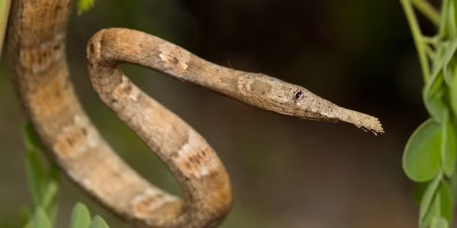 Rắn mũi lá sống trên cây. Ban ngày, chúng ẩn mình trên những cành cây hoặc đám lá khô, ban đêm mới hoạt động kiếm ăn. Ảnh madamagazine.